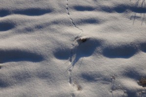 Следы зверей Подмосковья на снегу