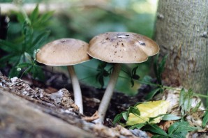 Ядовитые грибы Самарской области