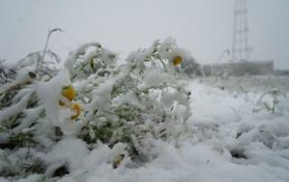 Воркута снег