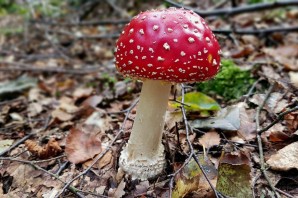 Ядовитые грибы Удмуртии