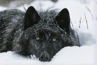 Черный волк в снегу