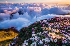Цветы из облаков