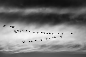 Птицы в небе черно белое