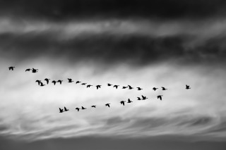 Птицы в небе черно белое