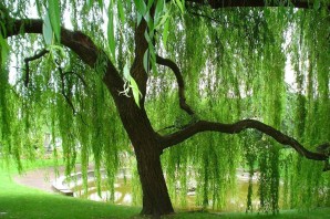 Дерево с длинными листьями