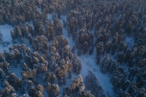 Леса Сибири со спутника