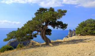 Крымская ель