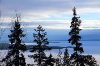 Карельская ель