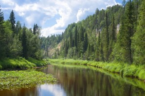 Леса Архангельской области