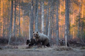 Животные в лесу России