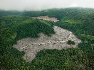 Вырубки леса в Сибири китайцами