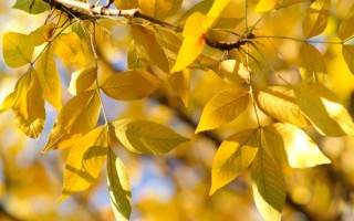 Листья ясеня и клена