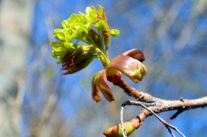 Почки клена