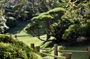 Ниваки из елей