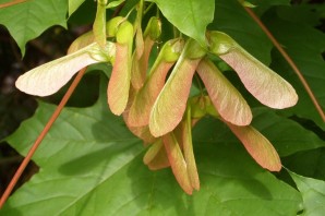 Листья клена ясеня и липы