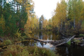 Лес Томской области
