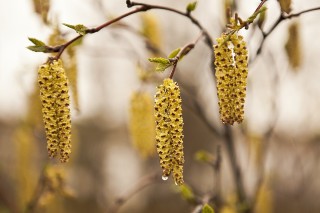 Дерево с серёжками