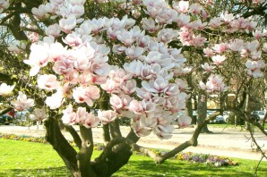 Цветущие деревья в Сочи