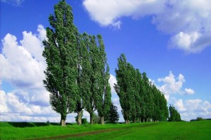Деревья в Волгограде