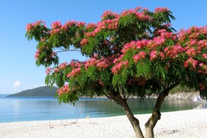 Деревья растущие в Турции