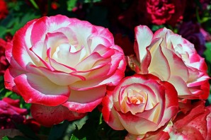 Сорта розовых роз