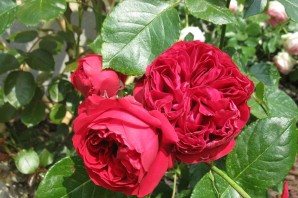 Роза Эрик Таберли отзывы