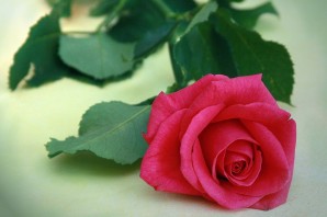 Одна роза очень красивая