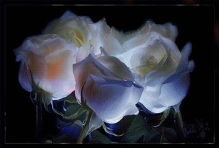Белые розы ночью