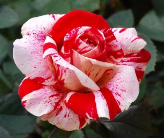 Полосатые розы сорта