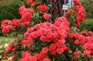 Роза Ютерсен Розенкенигин