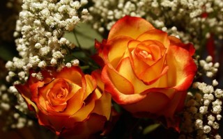 Две красивые розы