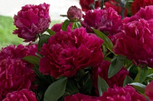 Пион Адольф Руссо