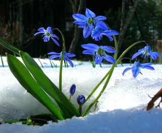 Подснежники Лесные