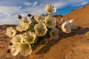 Северные цветы