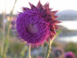 Цветы колючки