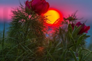 Аленький цветочек цветок