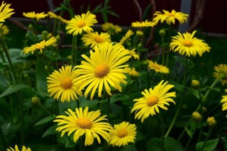 Желтые ромашки многолетники