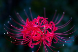 Паучьи лилии