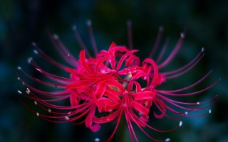 Паучьи лилии