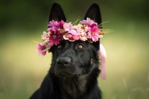 Собака с цветком в зубах