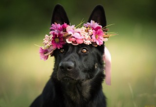 Собака с цветком в зубах