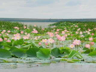 Цветы Кубани