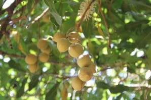 Макадамия орех дерево
