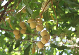 Макадамия орех дерево