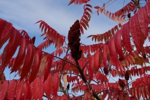 Сумах уксусное дерево