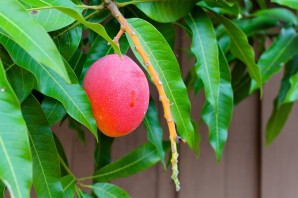 Дерево манго из косточки
