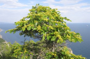 Лиственные деревья Крыма