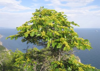 Лиственные деревья Крыма