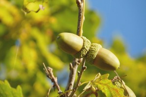 Плоды деревьев окружающий мир