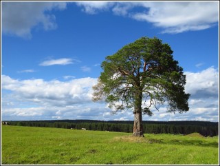 Вологда деревья